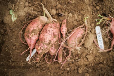 photo of sweet potatoes in field