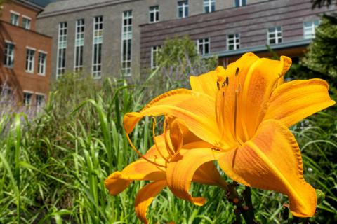 flower on campus