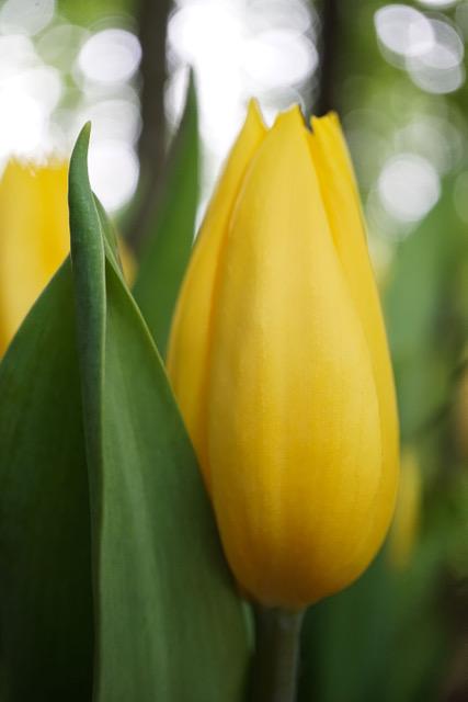 A yellow tulip