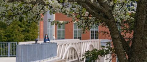 picture of tree over a bridge