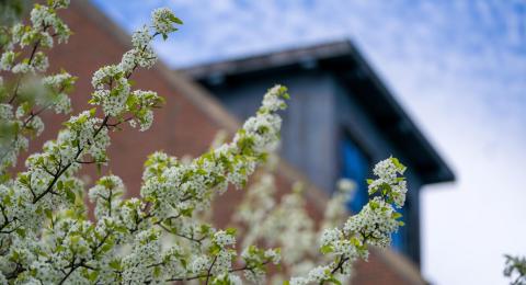 Tree with white buds in the spring in front of brick building