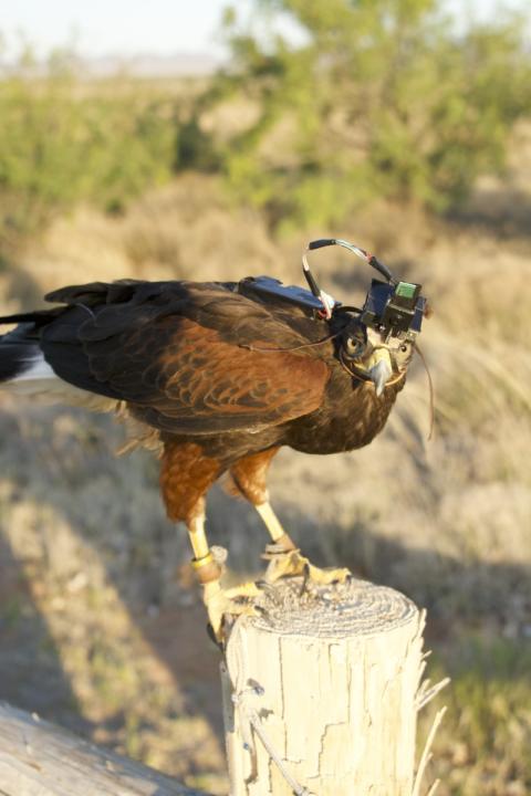 Hawk with mic and camera