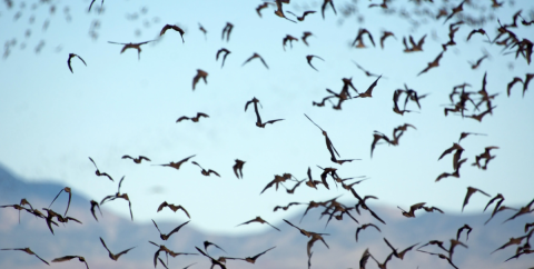 Swarm of Brazillian Free-Tailed Bats