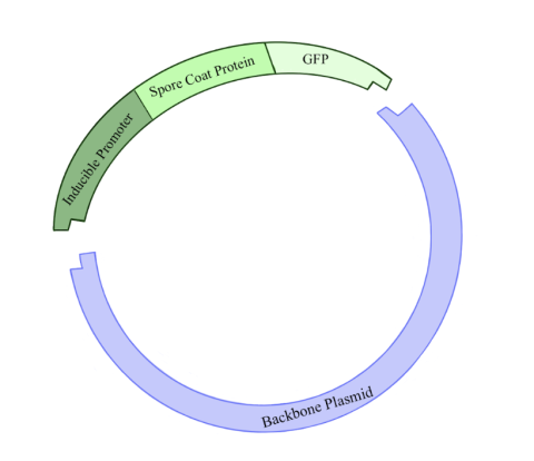 Thomas Figure 3