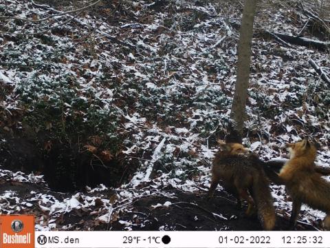two red foxes in the foreground, one is hitting the other with its paw, while the one getting hit bares its teeth. the ground is lightly snowy and the den hole is to the left of the foxes. 