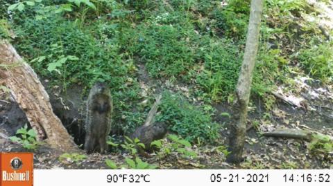 A woodchuck stands up on its hind legs in front of its den. A second crouches to the right. Leefy green bushes surround the den.