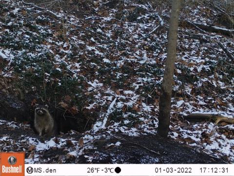 A racoon stands up at the entrance of the den hole. A light dusting of snow surround the den.