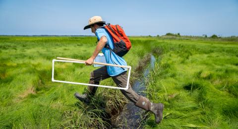 Researcher carrying transept strides over ditch in salt marsh