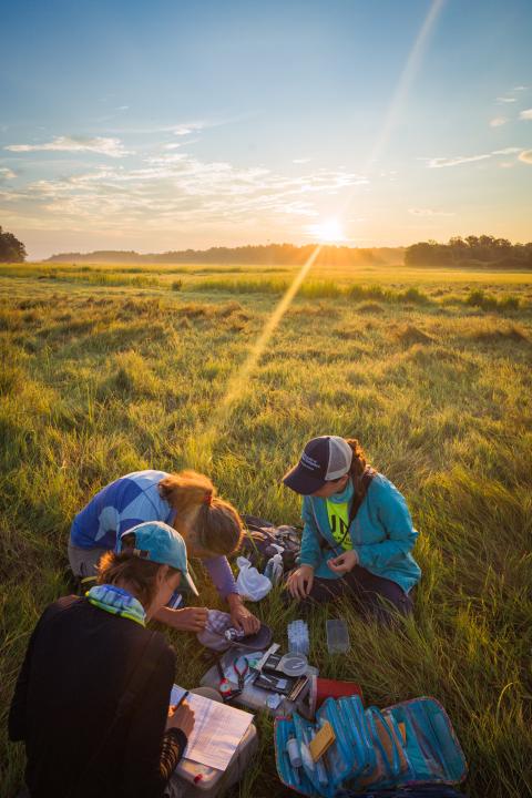 Kovach Lab - Researching Tidal Marsh Sparrows