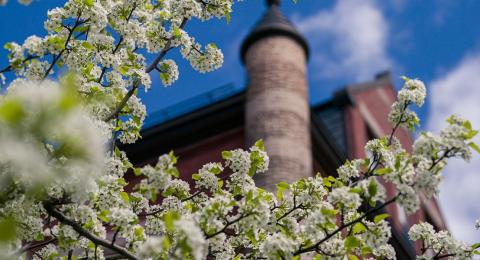 A flowering tree with white blossoms in the foreground with a campus roof in the background