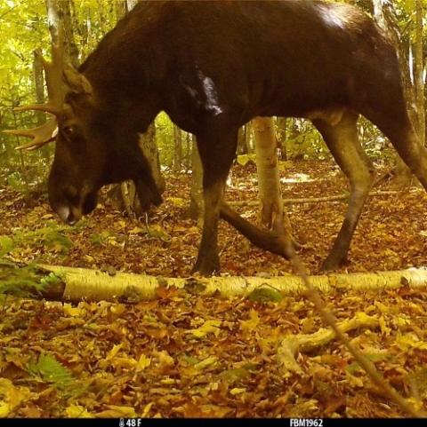 Bull moose in forest, taken with a trail camera