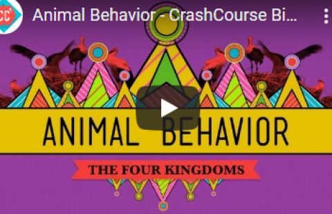 Thumbnail for Crash Course's "Animal Behavior" video