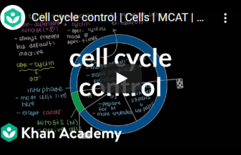 Thumbnail for Khan Academy's video "Cell cycle control"