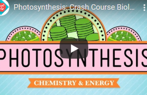 Thumbnail for Crash Course's video "Photosynthesis"