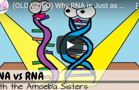 Thumbnail for the Amoeba Sisters' video on RNA