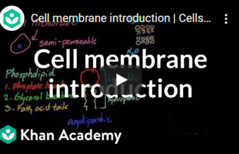 Thumbnail for Khan Academy's video "Cell membrane introduction"