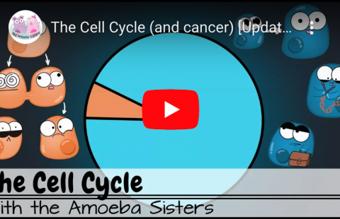 The Cell Cycle (and Cancer) youtube screenshot