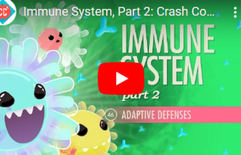 Thumbnail for Crash Course's video on adaptive design in the immune system
