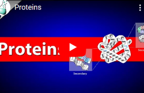 Thumbnail for the video on proteins