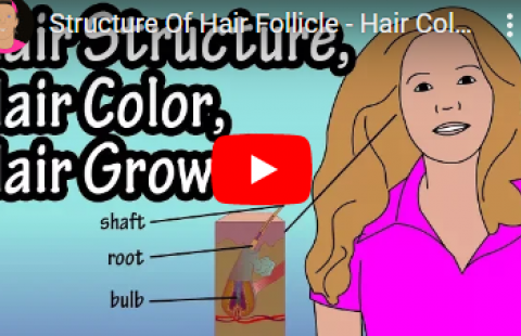Thumbnail for the video on the structure of hair follicles