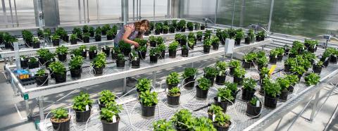 woman caring for plants in a greenhouse