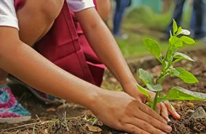 child planting a plant in the ground