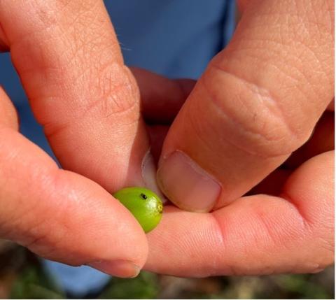 fingers holding a green coffee berry with a coffee borer beetle on it