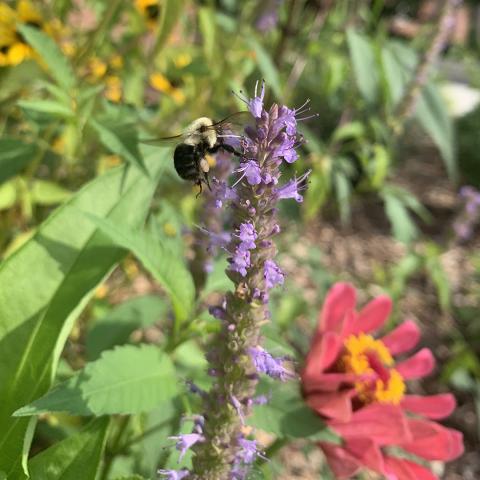 Bee on a flower