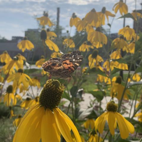 Butterfly on flowers