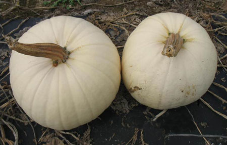 UNH-developed pumpkin "Moonshine"