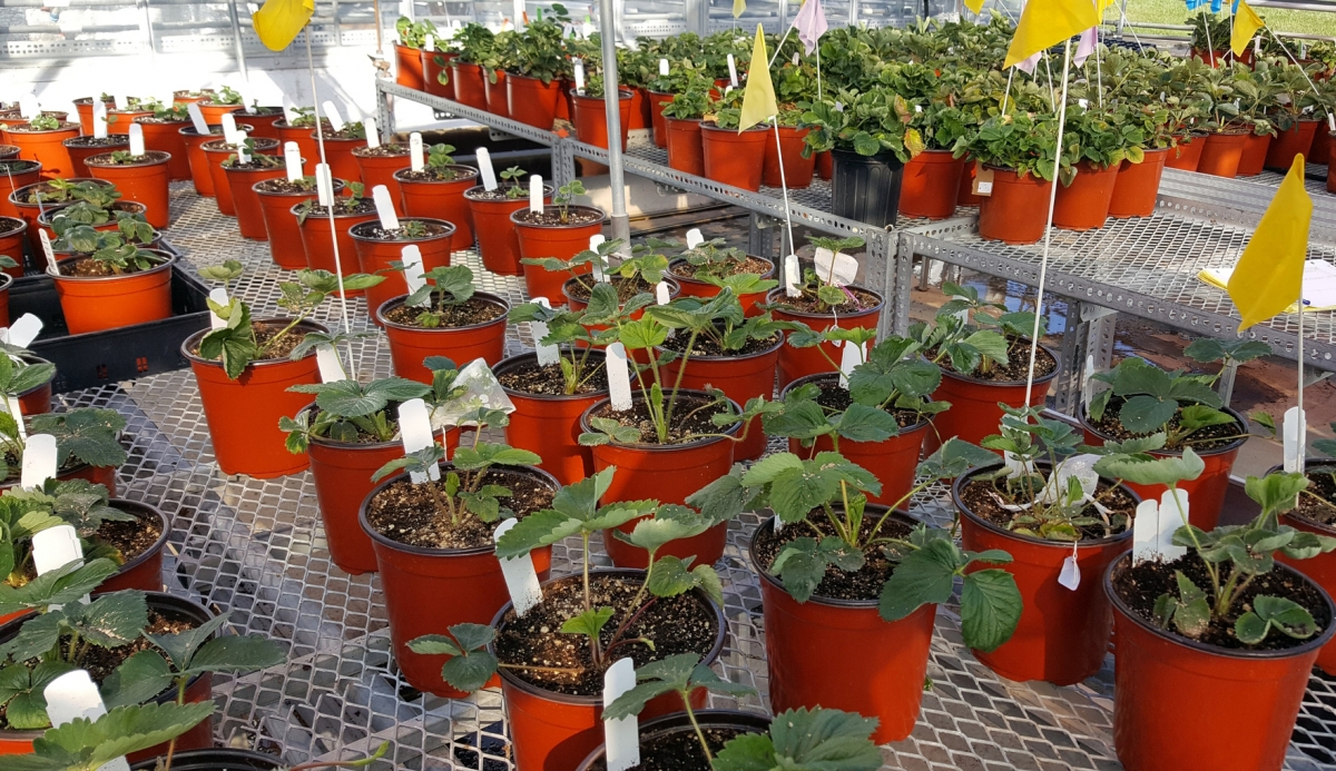 Organic strawberry seedlings at the UNH Macfarlane Research Greenhouses