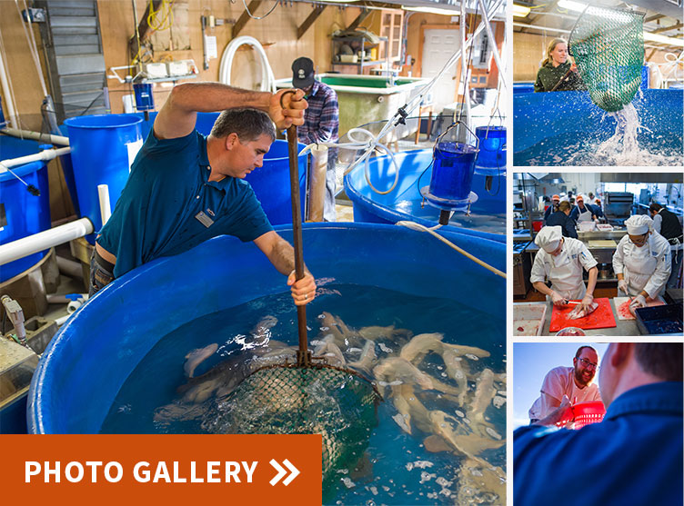 photo collage of UNH harvesting tilapia for NH Food Bank