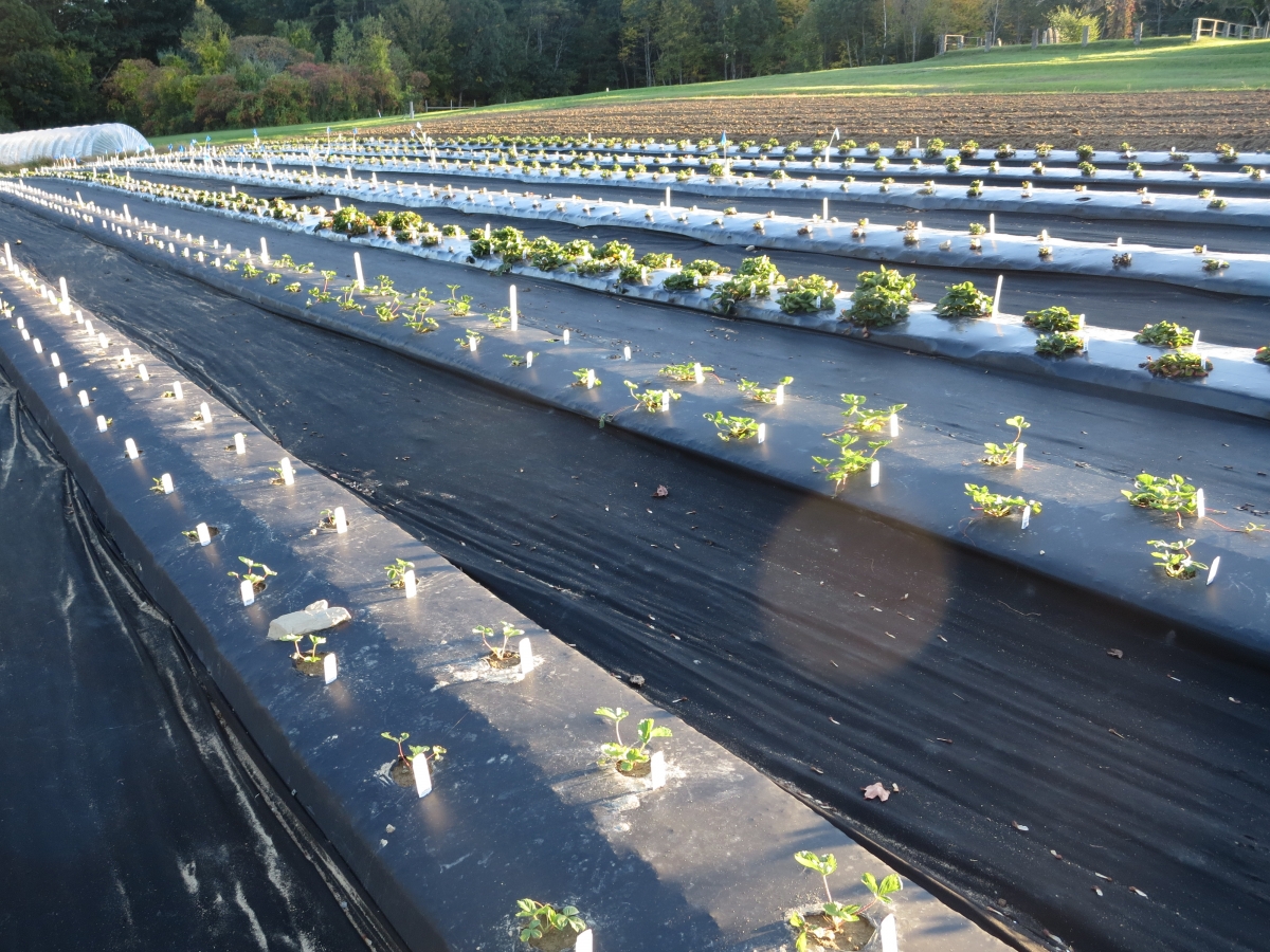 strawberry plants at UNH's Woodman Horticultural Research Farm