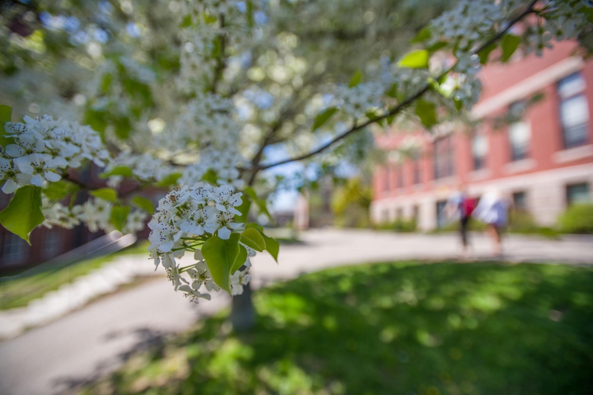 a closeup of a blossom on a tree on the UNH campus in spring 2018, with a brick building in the background