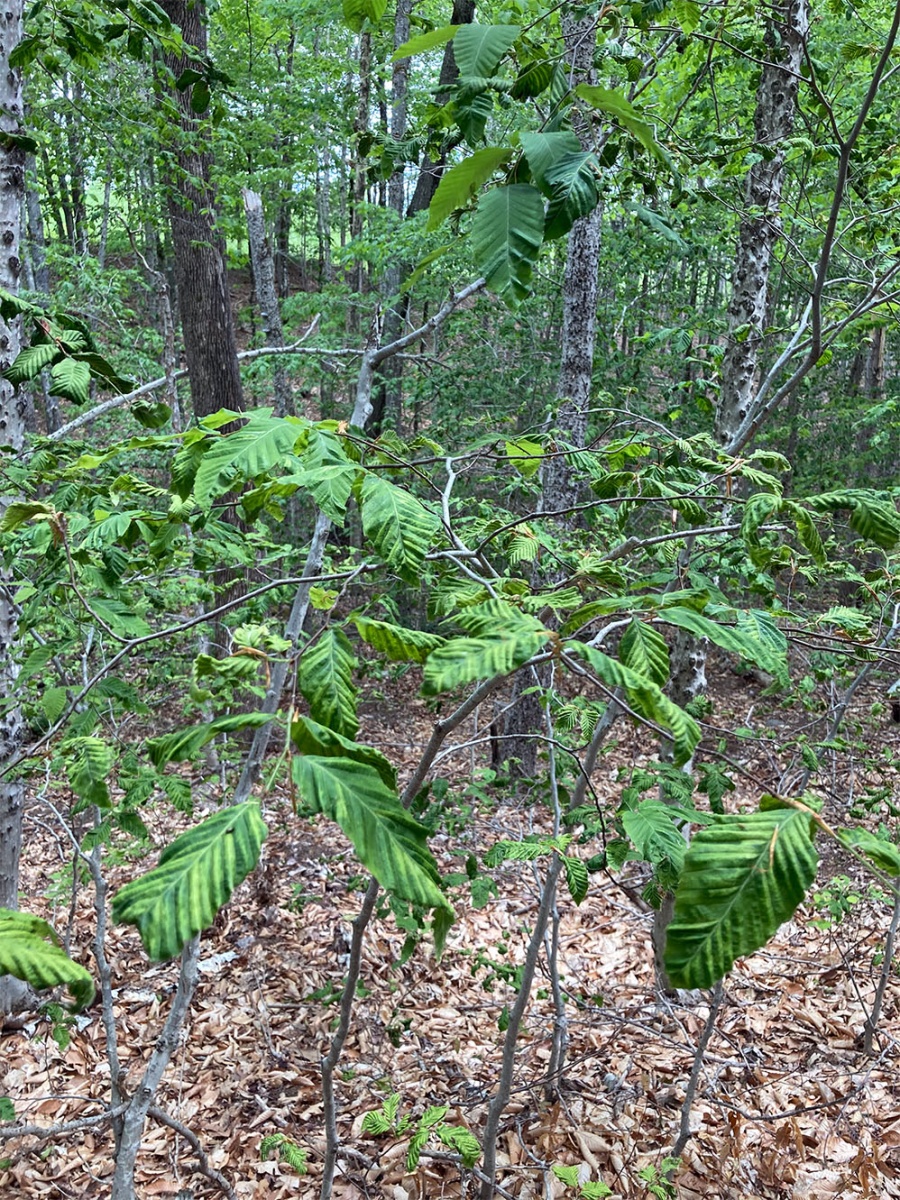 Several beech tree saplings showing early signs of beech leaf disease.