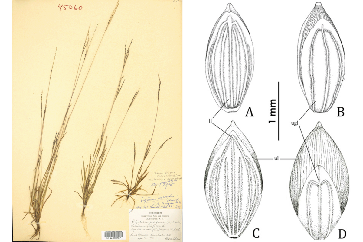 On the left, the specimen of Digitaria laeviglumis held at the UNH Herbarium and, on the right, a comparison of the flowering parts of Digitaria laeviglumis and a related species.