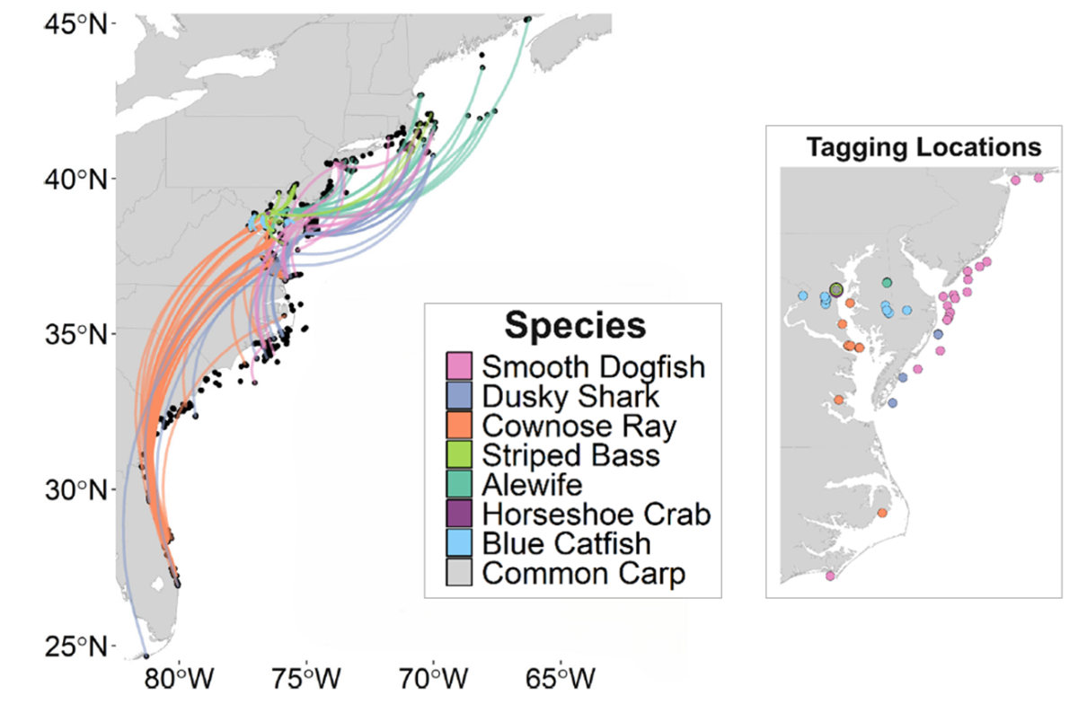 map showing migration paths of different aquatic species from chesapeake bay outward