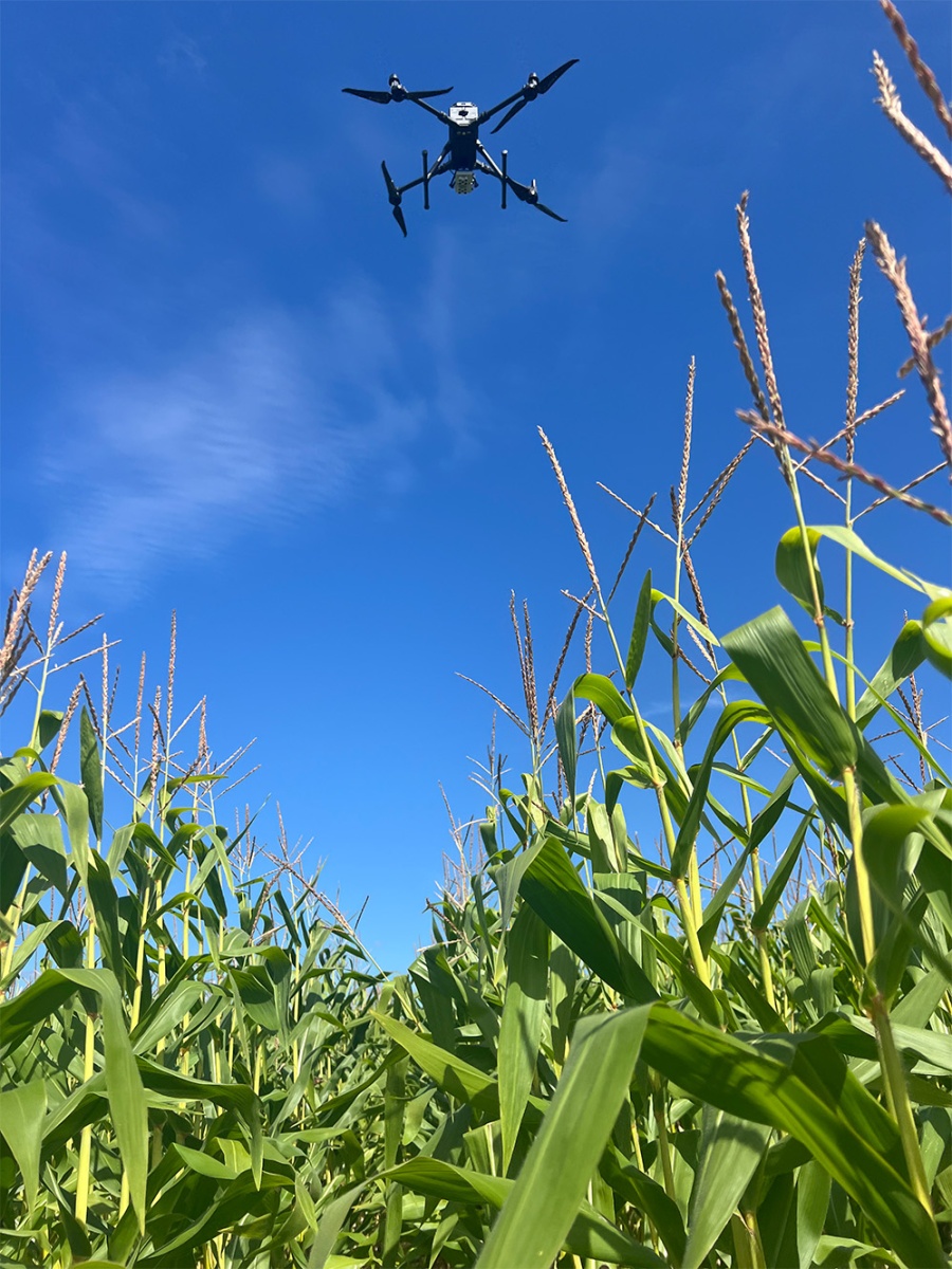 Image of drone flying above corn field