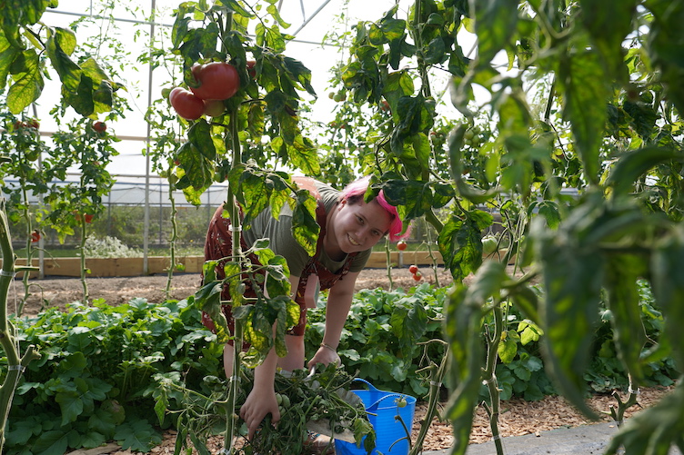Student tending to tomato plants