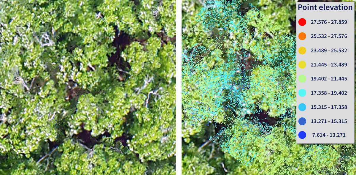 On the left, an orthomosaic image of a canopy and on the right a point cloud mosaic image