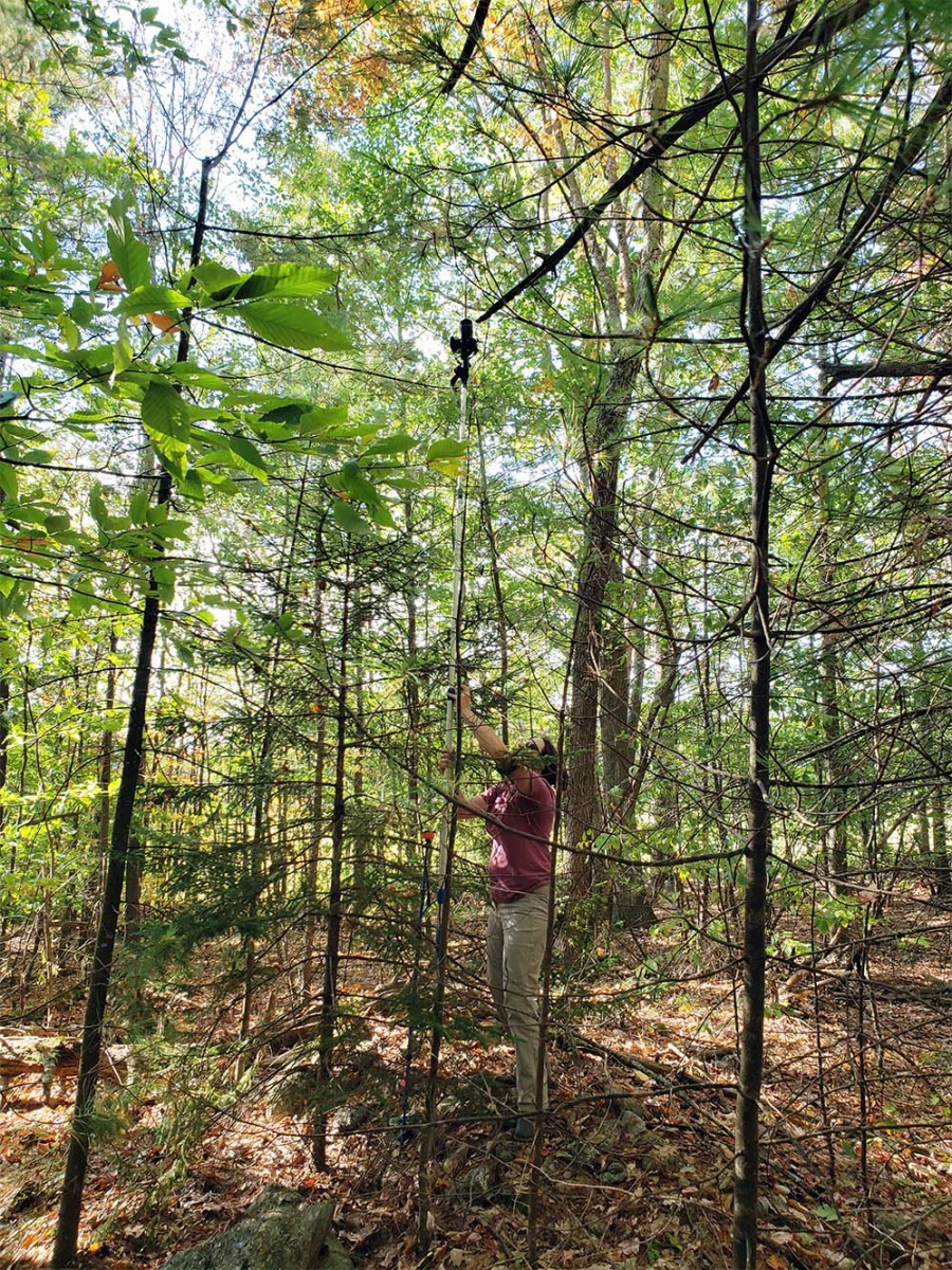 Co-author Heather Grybas carrying out the ground data collection (digital canopy photography). A camera was mounted to a telescoping pole and lifted 4m in the air, pointing up at the underside of the canopy.