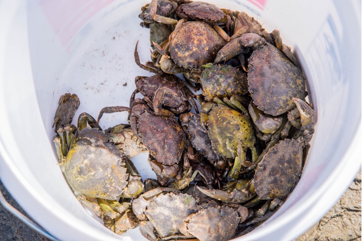 Green crabs in a white bucket