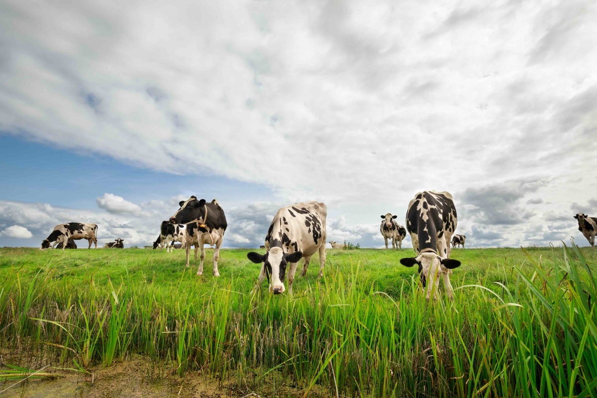 Why More Farmers Are Making The Switch To Grass-Fed Meat And Dairy