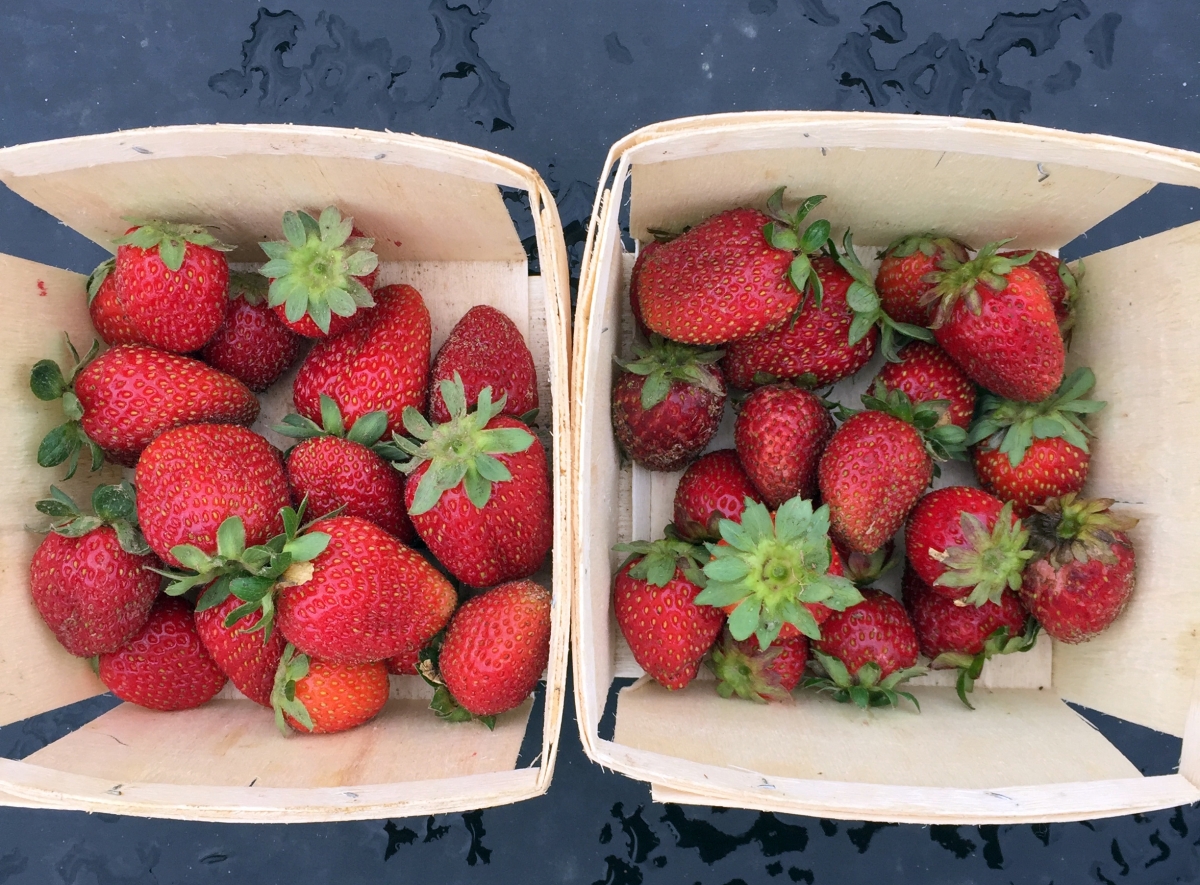 A photograph of strawberries in pint containers