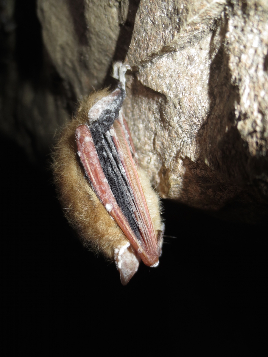 Bat with white-nose syndrome