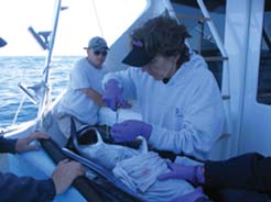 Outpatient Surgery, photo courtesy of UNH Center for Large Pelagics Research