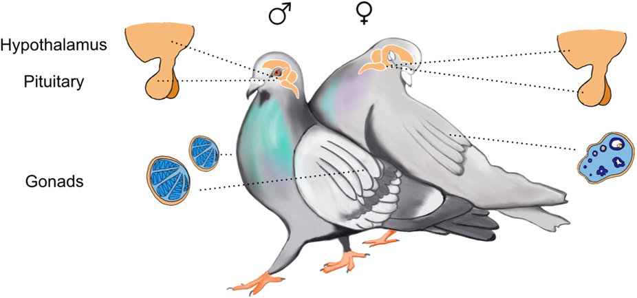 Illustration of pigeon with reproductive endocrinology highlighted