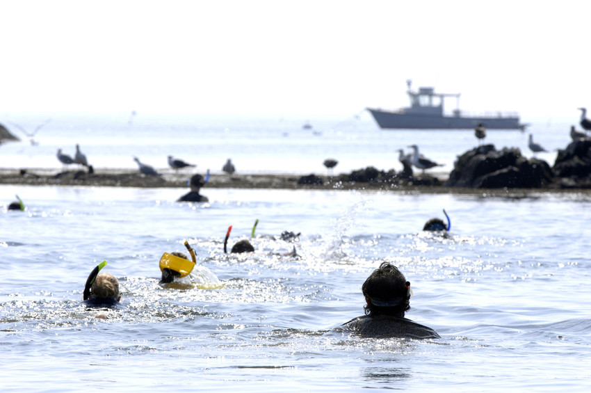 Snorkelers in a cove, shot from behind at a distance