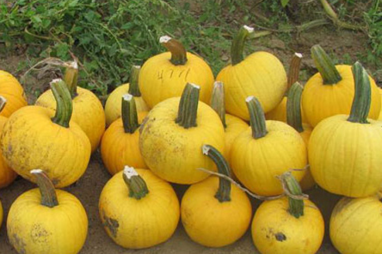 About pumpkins(off topic)