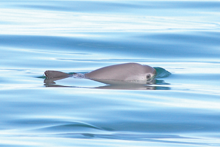 A vaquita, the world's smallest and rarest porpoise